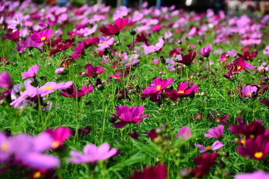 格桑花花海