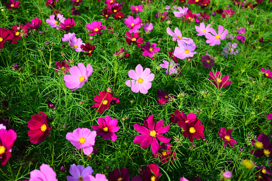 格桑花花海