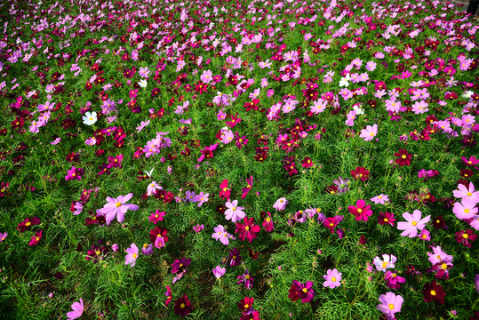 格桑花花海