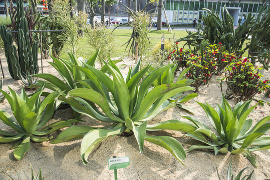 皇冠龙舌兰植物