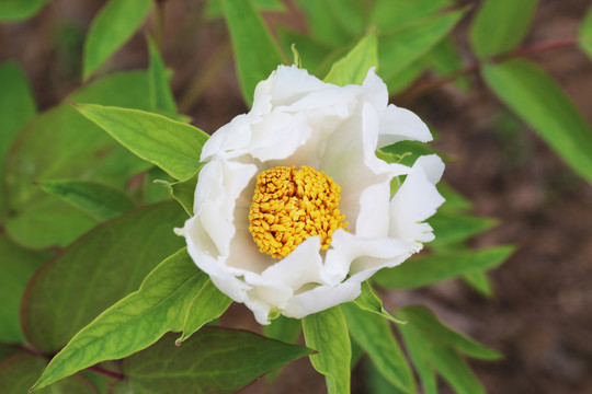 芍药花