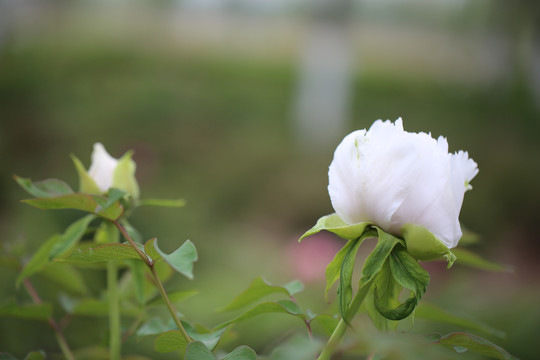 牡丹花