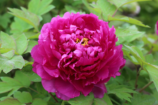 牡丹花
