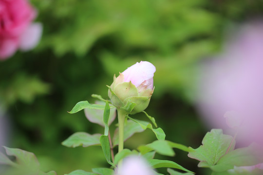 牡丹花