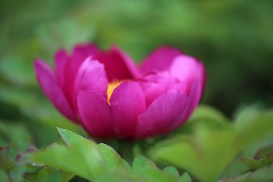 紫色牡丹花