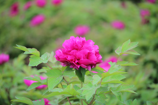 牡丹花