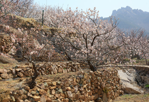 崂山北宅樱桃园