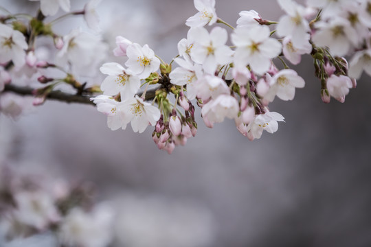 樱花