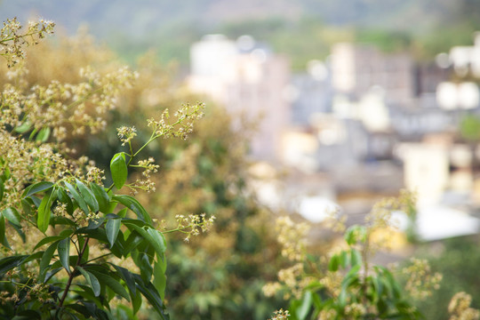 荔枝花开