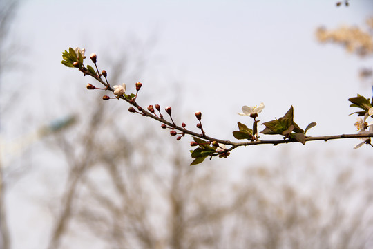 樱花