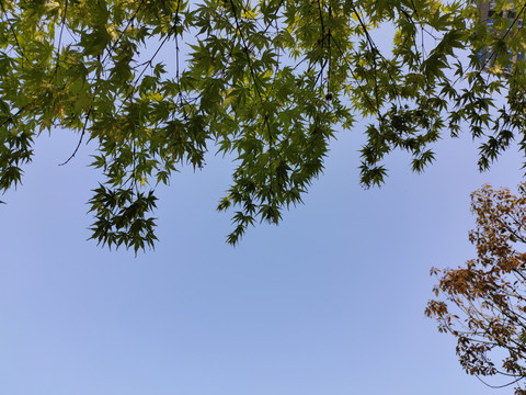 树叶背景