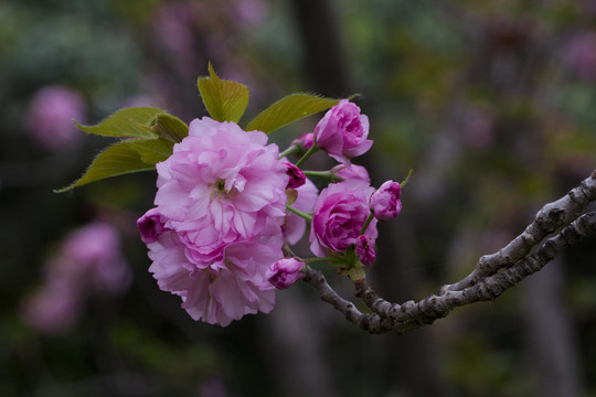 樱花