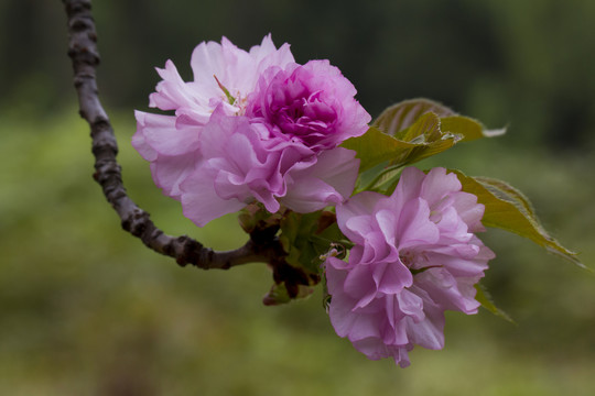 樱花