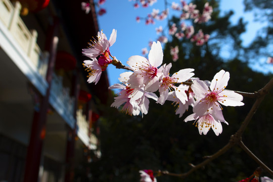 樱花