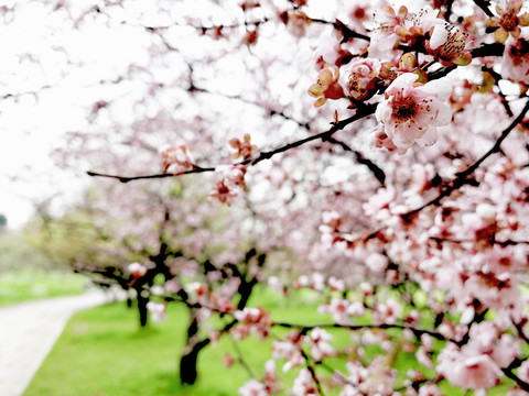 梅花