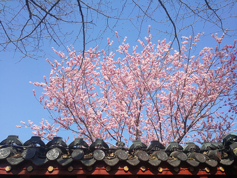 樱花
