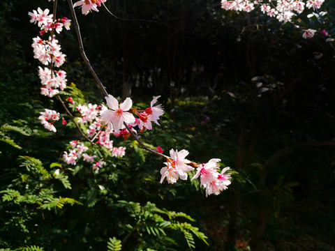 樱花