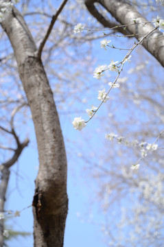 樱花树