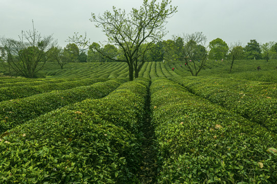 低角度拍摄茶田茶园