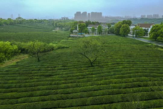 美丽的茶乡图片