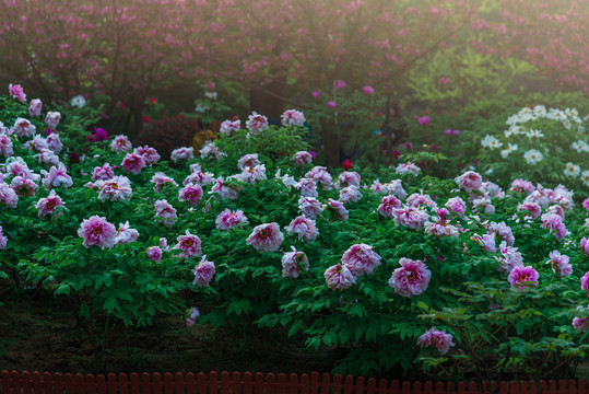 武汉东湖牡丹园盛开的牡丹花