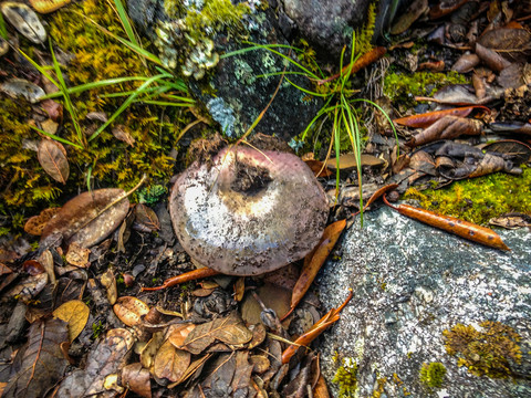 湿地蘑菇