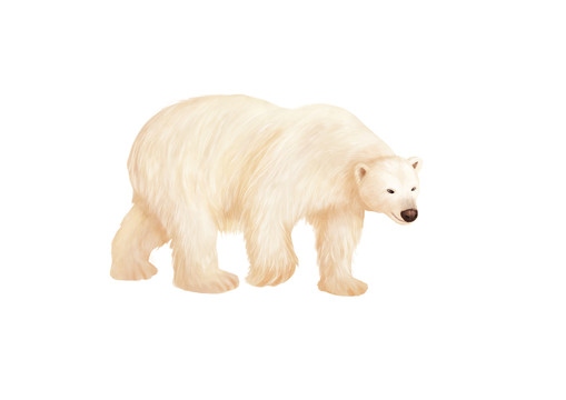 小清新写实卡通哺乳类动物北极熊