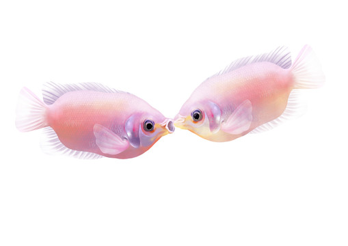 小清新写实卡通观赏鱼类亲嘴鱼