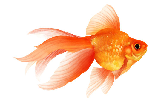 小清新写实卡通观赏鱼类金鱼
