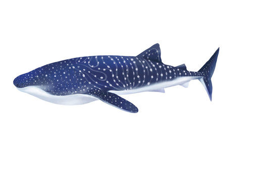 小清新写实卡通海洋生物鲸鲨