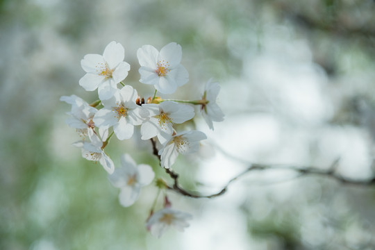 樱花