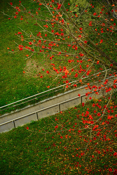 红花树