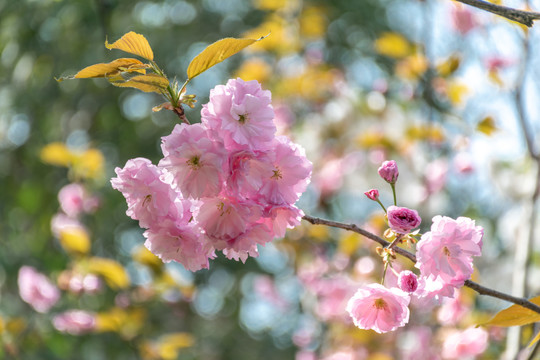 樱花盛开