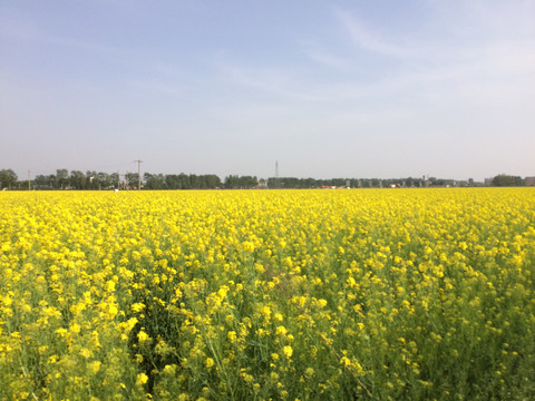 油菜花田