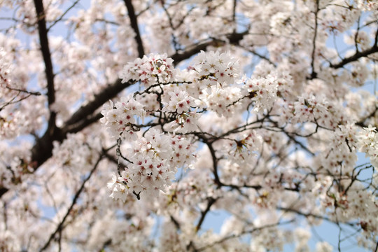 白色樱花