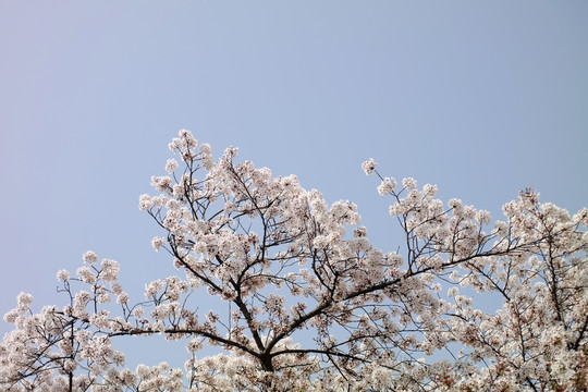 蓝天樱花