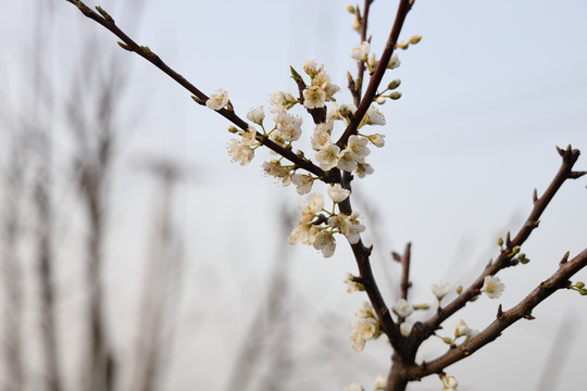 李子花