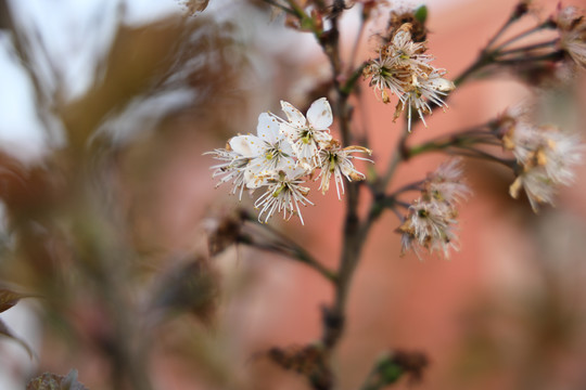 李子花