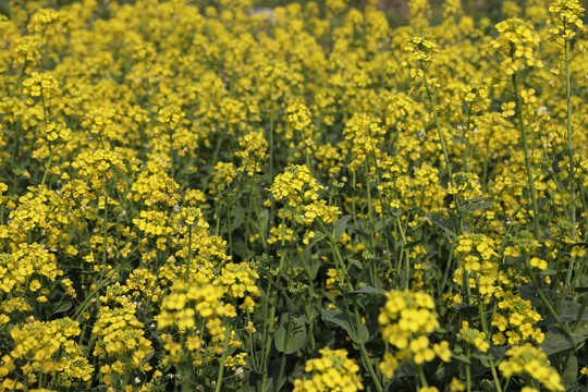 油菜花