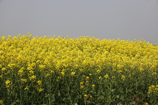 油菜花