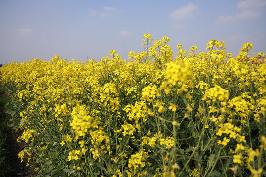 油菜花