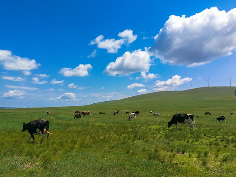 夏季草原牧场一群奶牛