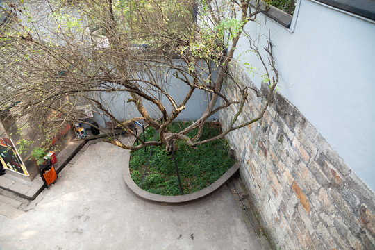 白公馆许晓轩烈士栽种的石榴树