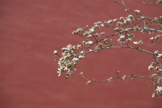 天坛玉兰