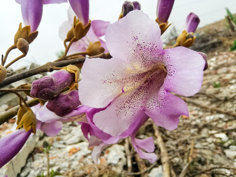 梧桐花