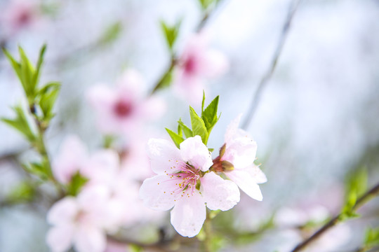 桃花开