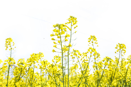 农家油菜花