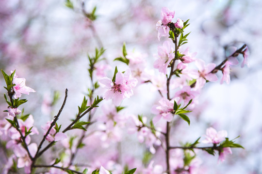 桃花林