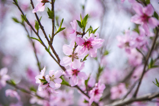 十里桃花