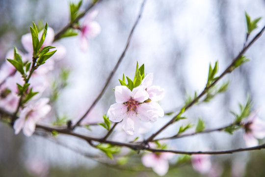 桃花枝